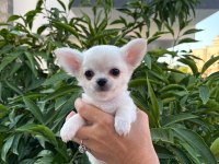 SEVİMLİ VE EĞİTİMLİ CHIHUAHUA YAVRULAR