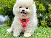 Sevimli Pomeranian Boo Yavrularımız