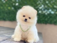 Ayıcık Yüzlü Pomeranian Boo