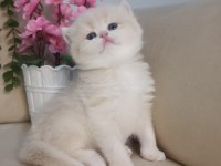 Safkan British Çikolata Golden