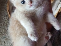San kan Golden british shorthair Şecereli yavrular