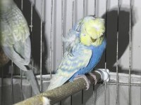 Dünyanın En Nadir Rainbow Türü Muhabbet Kuşu