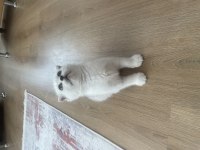 ANNE BABA FULL ŞECERELİ SCOTTİSH FOLD BEBİŞ