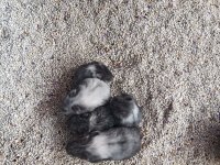 Gonzales hamster yavruları