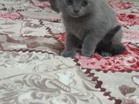 Sahibinden scottish fold 55 günlük