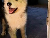 Sibirya kurdu Husky yavrularımız
