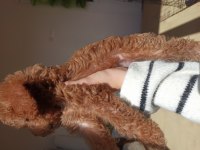 Yavru 2 aylık red Brown toy poodle cinsi dişi bihter