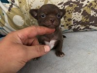 ANATOMİ RENK VE HARİKASI TEACUP ŞİVAVA ÇİKOLATA DİŞİ