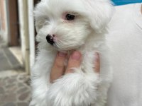 MALTESE KÖPEĞİ YAVRULARI