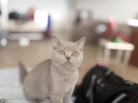 8 aylık british shorthair