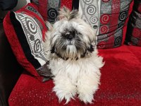 6 aylık dişi shih tzu