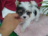 Biweryork terrier