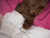 6 aylık top poodle