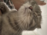 Scottish Fold