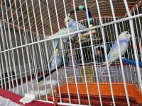 7 tane muhabbet rainbow muhabbet kuşu