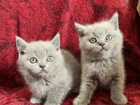 Yeni yuvalarına gitmeye hazır british shorthair bebekler