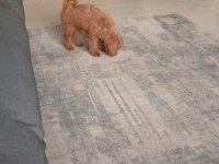 Toy poodle köpeği