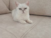 British shorthair
