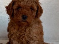 Toy poodle yavruları