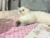 Maviş scottish straight pamuk prens