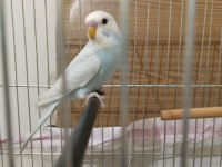 2 AYLIK MUHABBET KUŞU