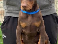 Hasım Katleden Doberman