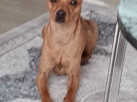 Minyatür pinscher