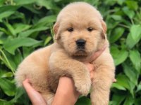 GOLDEN RETRİEVER CİNSİ PUPPİES
