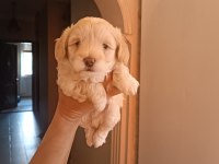 Erkek maltipoo
