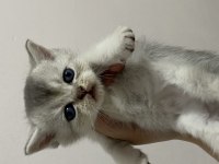 scottish fold & scottish straight bebekler