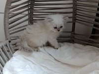British Shorthair Longhair Yavrular