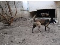Belçika malinois yavrularımız sahiplendirilecek