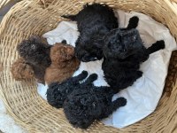 Kore kan siyah toy poodle bebekler