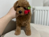 Yüksek Kalite Maltipoo Dişi Yavru