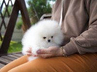 Teacup Korean Pomeranian Yavrumuz