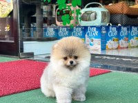Erkek pomeranian 4 aylık yavrumuz
