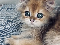 Erkek golden safkan 2.5 aylık kedimiz