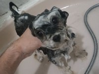 Morkie 2 yaşındaki kızımıza eş arıyorum
