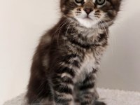 Full şecereli maine coon ünvanlı ebeveynlerden