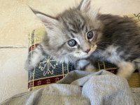 Safkan Maine Coon Yavruları 3 Aylık