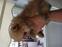 Kendi köpeklerimin pomeranian yavruları
