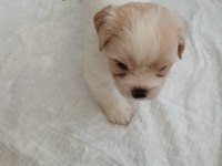 Maltipoo köpeği yavrularımız