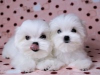 BİRBİRİNDEN GÜZEL SAFKAN MALTESE KÖPEKLER