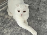 Kedimize güzel bakacak scottish fold aile arıyoruz