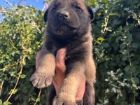 Birinci sınıf belçika malinois yavrular