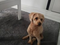 Toy poodle köpeğimiz