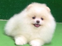 Pomeranian boo bebekler