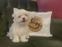 PETS WORLD güvencesiyle gerçek MALTESE yavrularımız