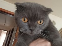 1 Adet Scottish Fold Kedisi
