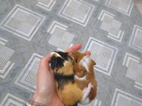 Yavru ginepigler